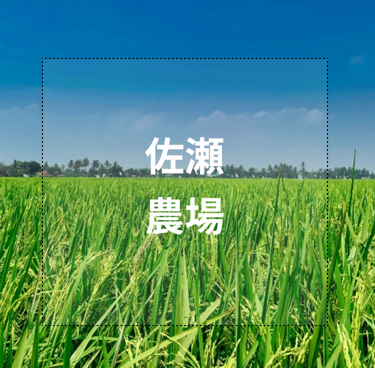 トップ　田んぼの写真