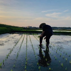 夕暮れ 手植え写真